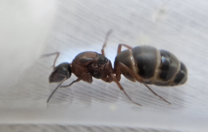 Formica rufibarbis Königin 02
