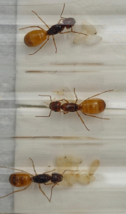 Camponotus fedtschenkoi Bild01