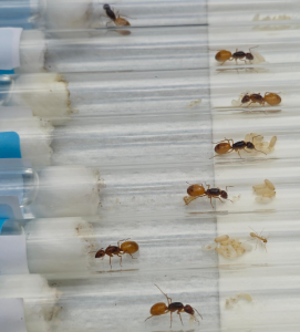 Camponotus fedtschenkoi Bild03