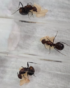 Camponotus nicobarensis Bild02