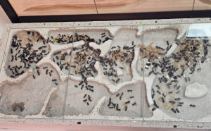Camponotus herculeanus - Gesamtansicht