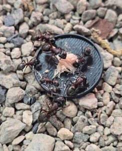 Camponotus herculeanus - Thunfisch (eigener Saft)