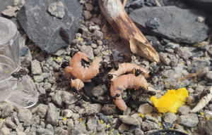 Camponotus herculeanus - Krabben, Eigelb (gekocht), Thunfisch (eigener Saft)