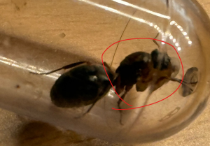 Formica.png