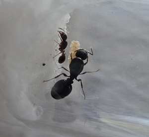 Tetramorium11.png