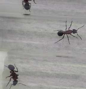 f.sanguinea.png