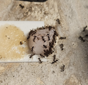 Pheidole nodus