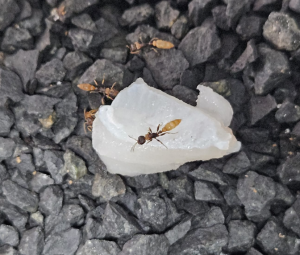 Pseudomyrmex boopis