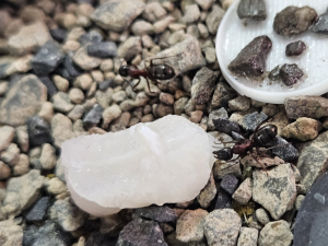 Camponotus herculeanus