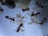Pheidole pallidula 021.jpg