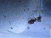 Pheidole pallidula 005.jpg