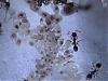 Pheidole pallidula 017.jpg