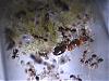 Pheidole pallidula 019.jpg