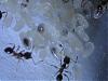 Pheidole pallidula 014.jpg