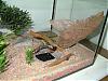 formicarium5.jpg